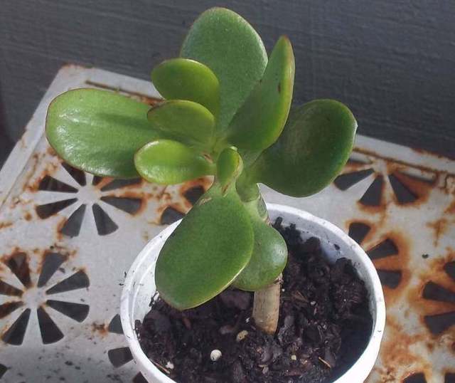 榴莲怎么种植方法如下