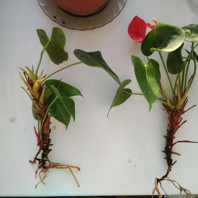 苔藓的养殖方法