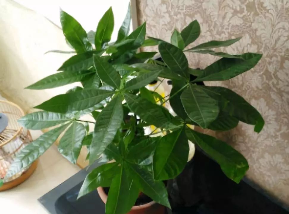 菠萝盆栽种植方法图解