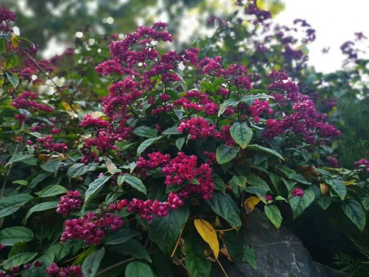 昙花扦插步骤：掌握技巧，轻松繁殖美丽昙花