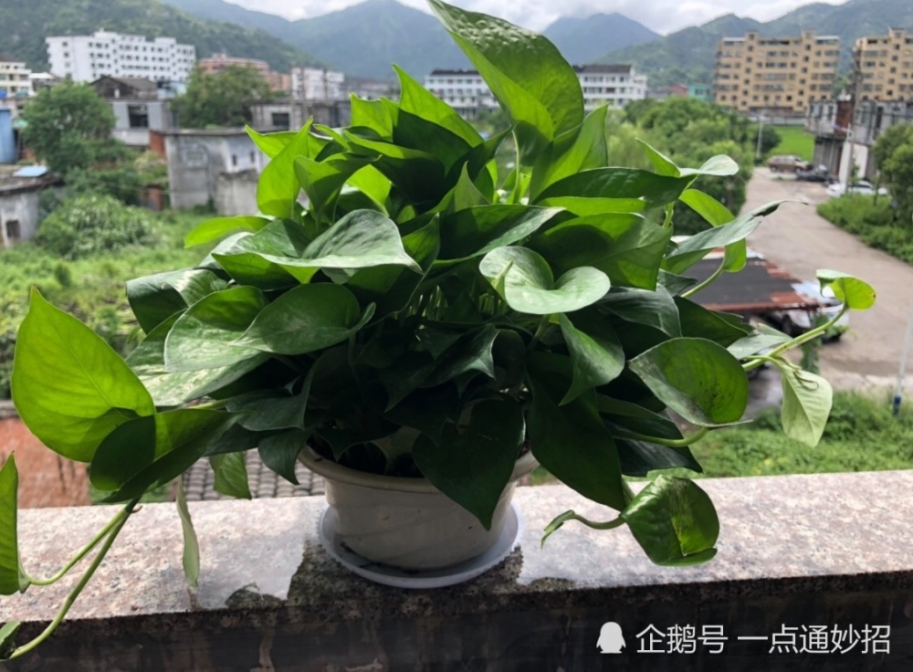 圣女果种植方法：掌握技巧，收获丰硕果实