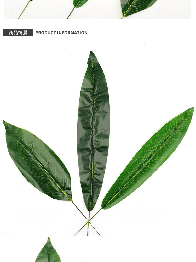 蓝色薰衣草盆栽：如何在家中培育优雅香草