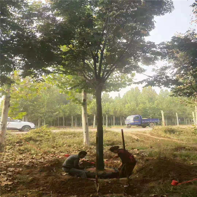 玉树修剪方法：掌握正确步骤，养出繁茂美观的绿植