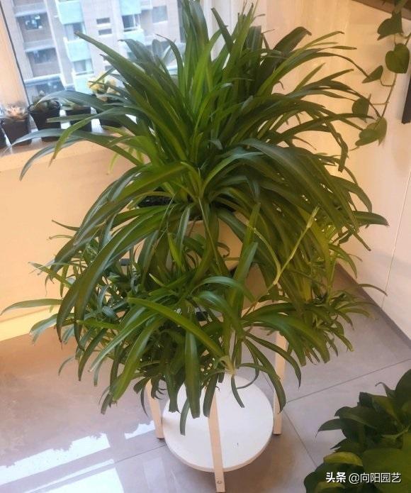 植物的播种方法：掌握要领，让种植变得简单