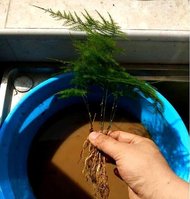 盆栽茶花修剪：让茶花更加繁茂的艺术