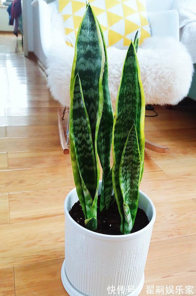 黄叶一天绿使用方法：植物养护的秘密武器