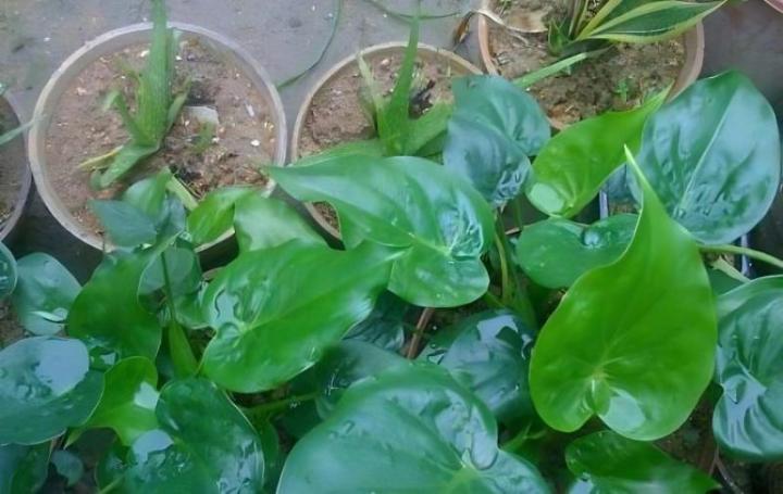 阳台茼蒿种植方法：打造绿色美食角落