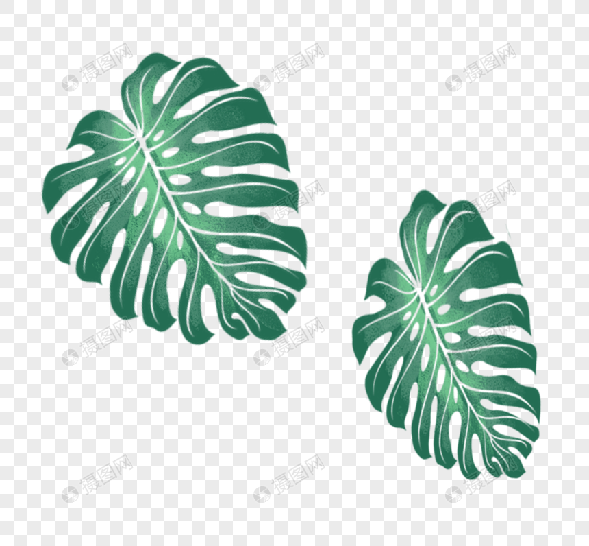 扁豆的种植方法图解：从播种到收获的完整指南