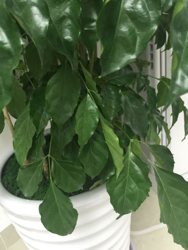 柚子种植方法：掌握要领，丰收在望