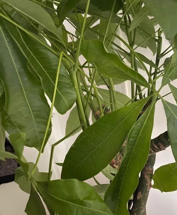 碗莲的养殖方法：打造家中水景之美