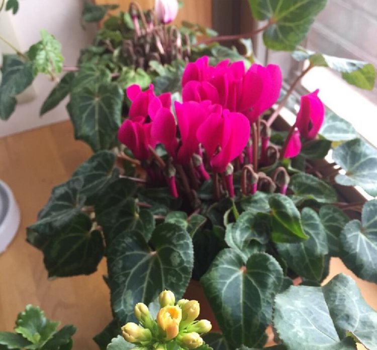 养殖的方法：揭秘高效植物养护技巧
