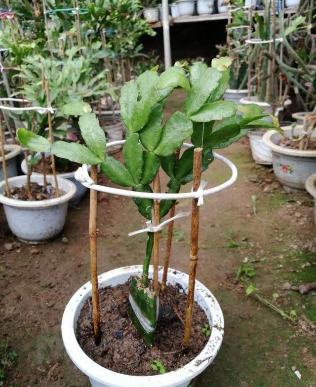 苜蓿草的种植方法：打造绿色优质饲料基地