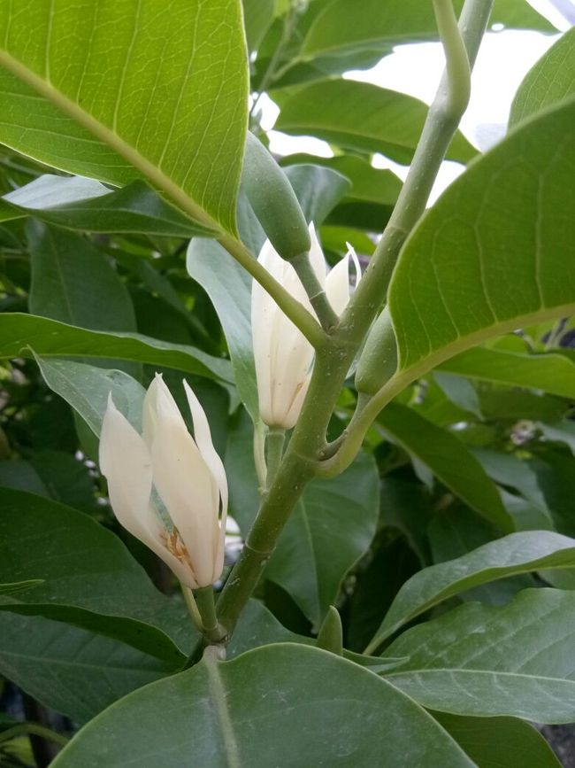 水稻种植方法：科学种植，提高产量
