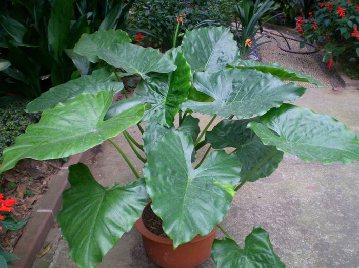 种山药的方法视频教程 - 植物养殖园丁秘籍