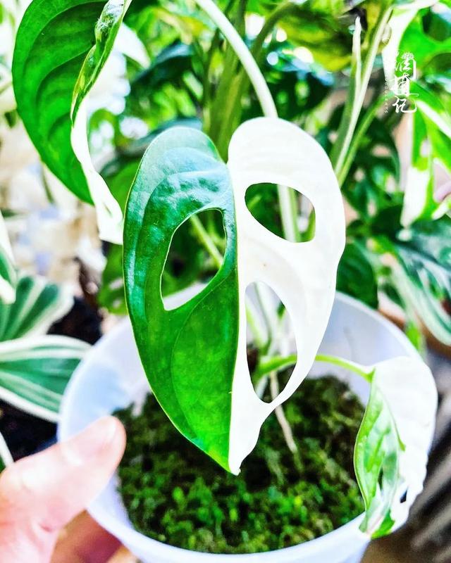 韭菜的种植方法和时间：掌握要领，收获鲜嫩韭菜