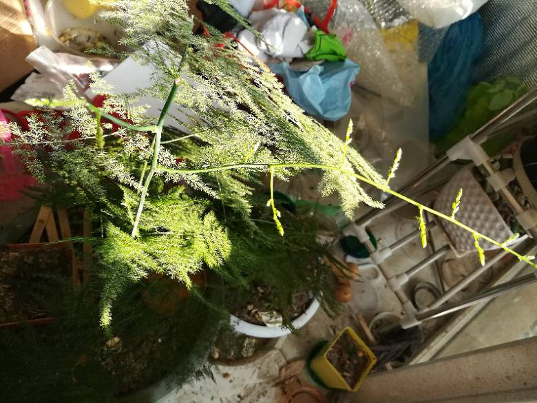 绿豆瓣养殖方法和注意事项