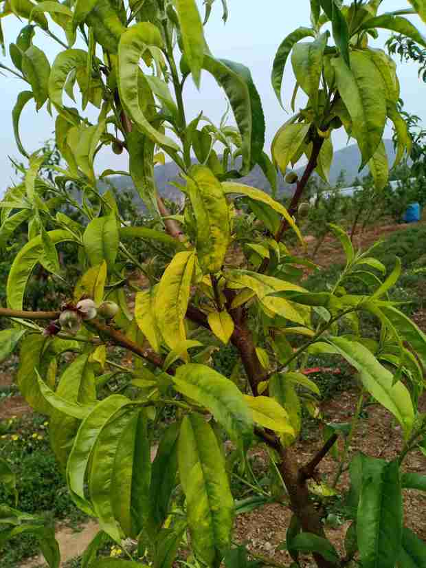 花卉冬天可以扦插吗？植物园丁专业解答