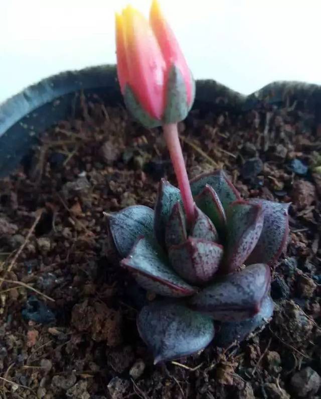 菇茑种植方法：掌握技巧，享受丰收喜悦