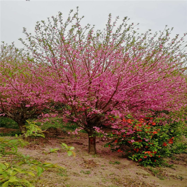 韭菜的种植方法：掌握要领，收获丰收