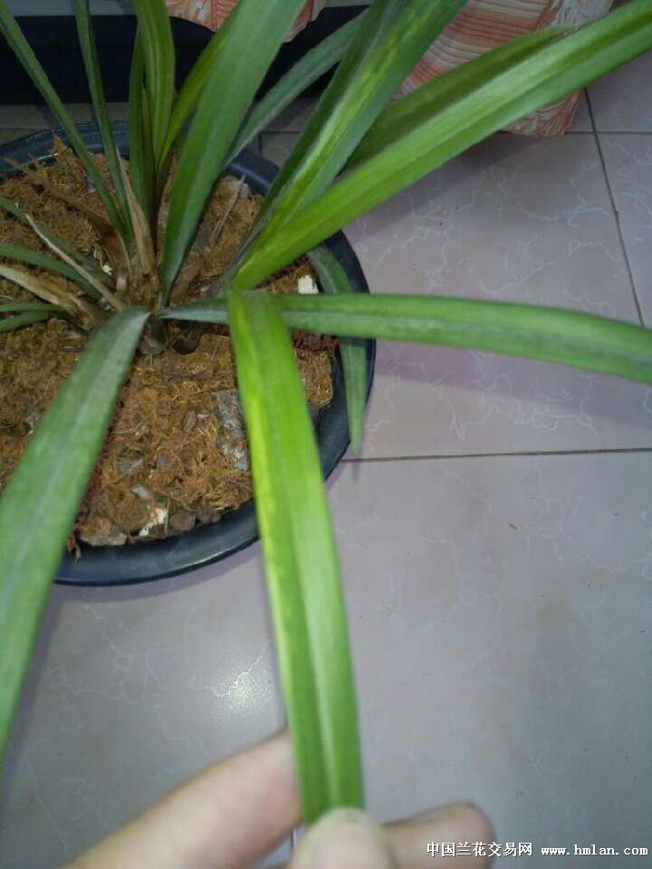 多肉植物育苗方法：培育健康多肉植物的秘诀