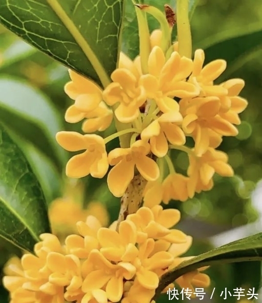 甜菜心的种植方法：从选种到收获的全过程指南