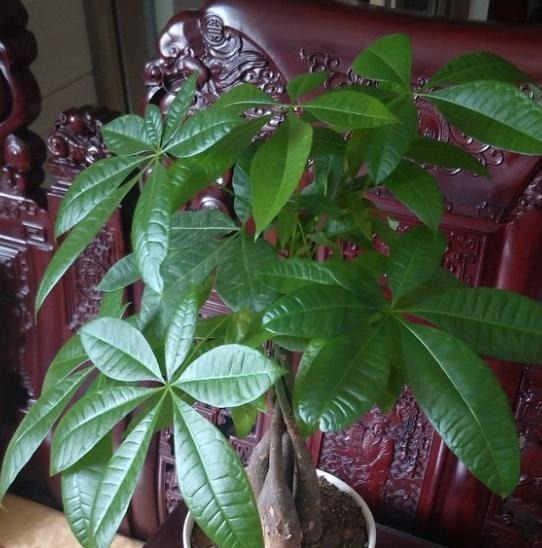 盆栽雏菊养护