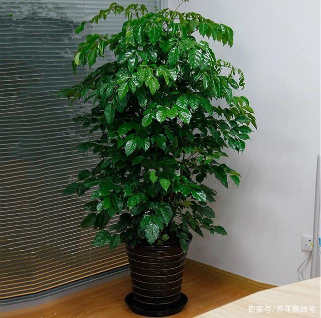 月季种子的种植方法