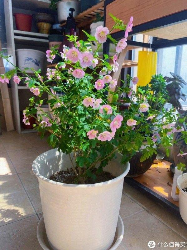 # 葱头种植方法：掌握要领，收获丰收