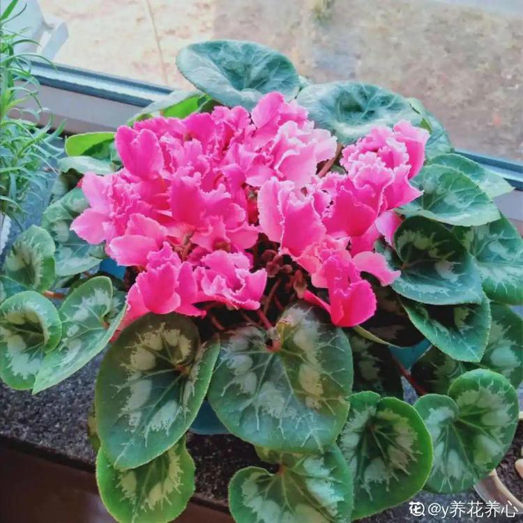 甲鱼的饲养方法：全面指南