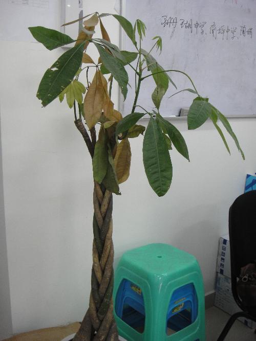 # 盆栽百合花开完之后怎么办：延长寿命与养护技巧