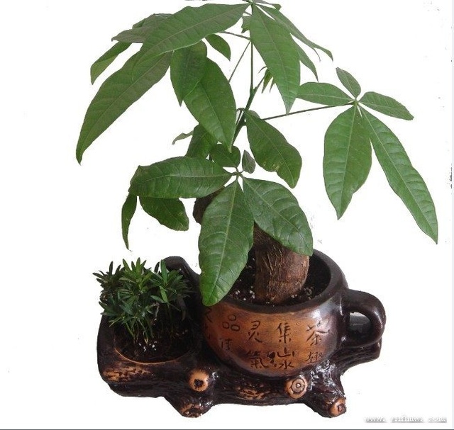 玉树的种植方法：掌握关键技巧，养出繁茂盆栽