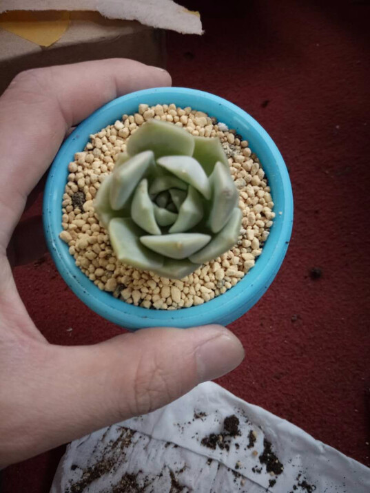 韭菜怎么种植方法如下