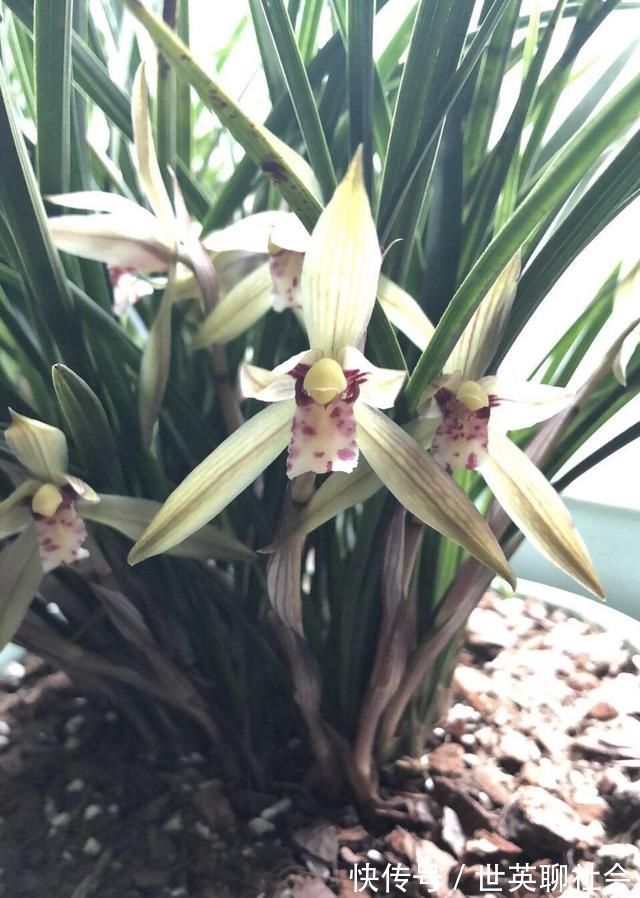 蔷薇花室内养殖方法