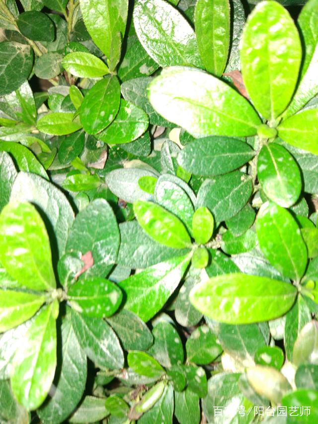 番茄种植方法：掌握要领，轻松收获丰硕果实