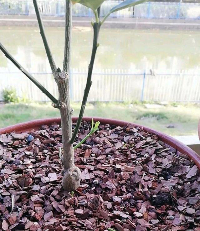 长寿花的养殖方法和注意事项