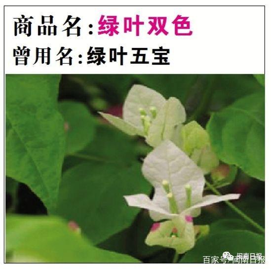 最简单的养蛆方法：轻松入门指南