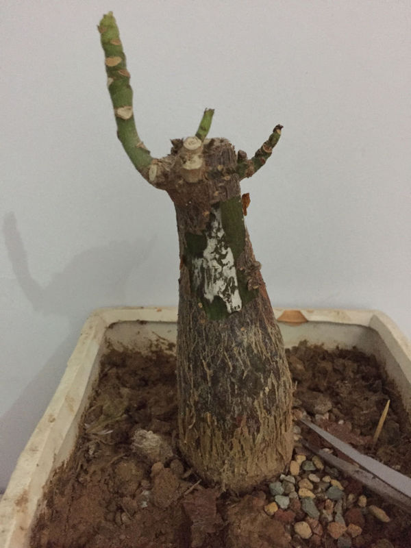 怎么捉蝎子最好的方法：专业指南与技巧