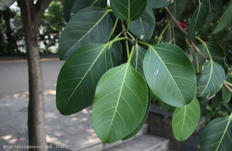 盆栽兰花为何结果：揭秘背后的原因