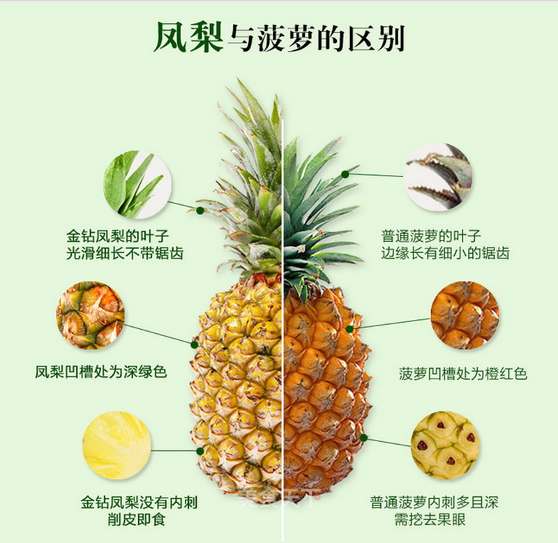 摇钱树的繁殖方法