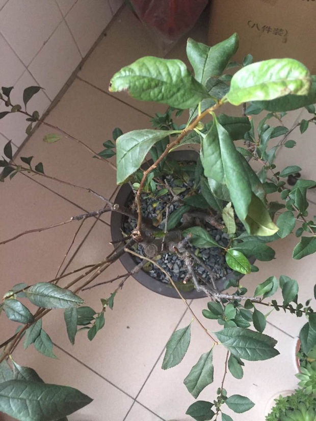 白萝卜种植方法如下
