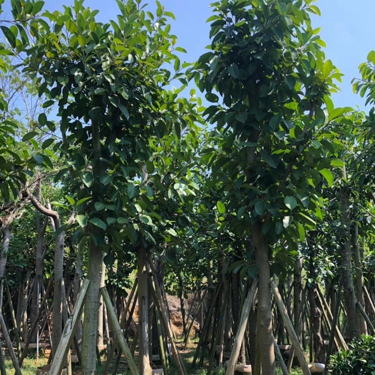 矾肥水的制作方法：为植物提供全面的营养