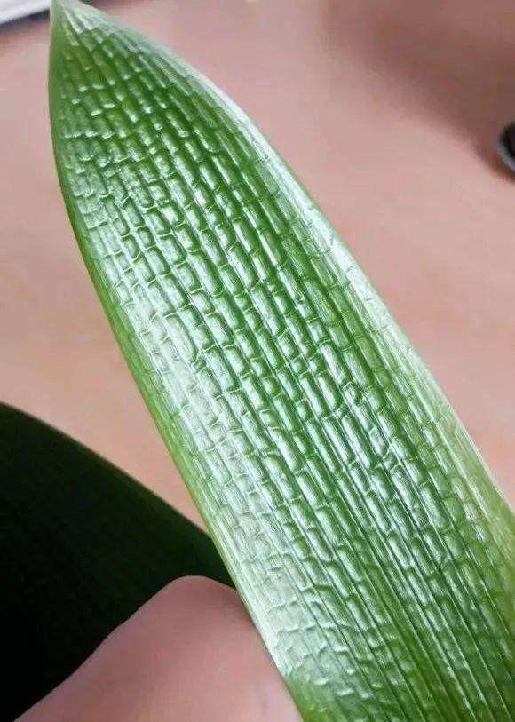 盆栽藿香：室内绿植新宠，健康生活好伴侣
