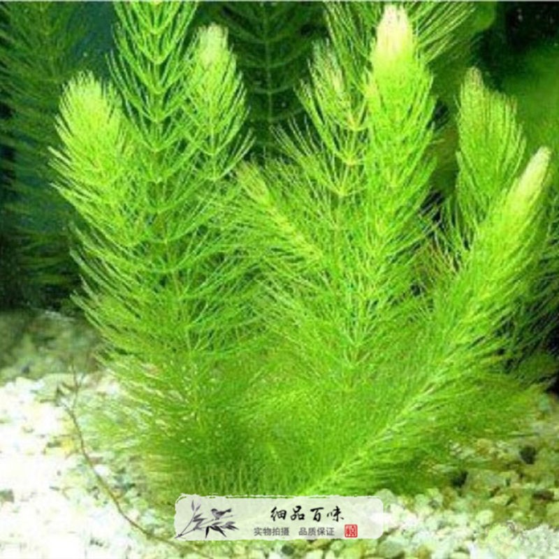 转运竹扦插：繁殖新植株的技巧指南
