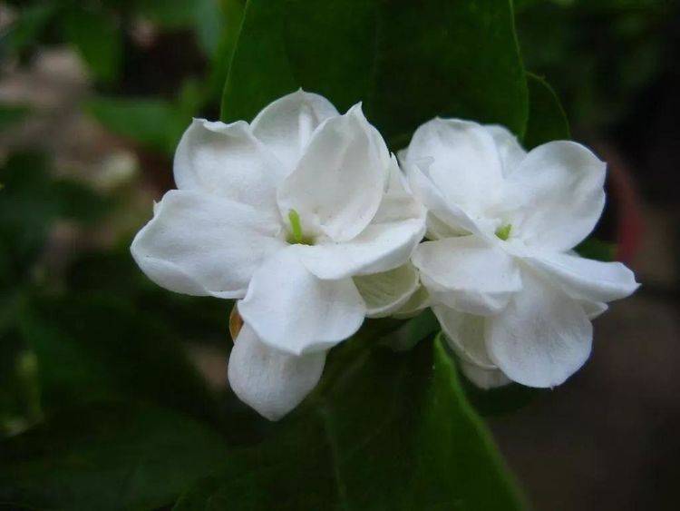 大叶盆栽植物：养护指南与室内绿意生活