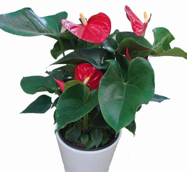 盆栽紫苏怎么种：家庭种植指南