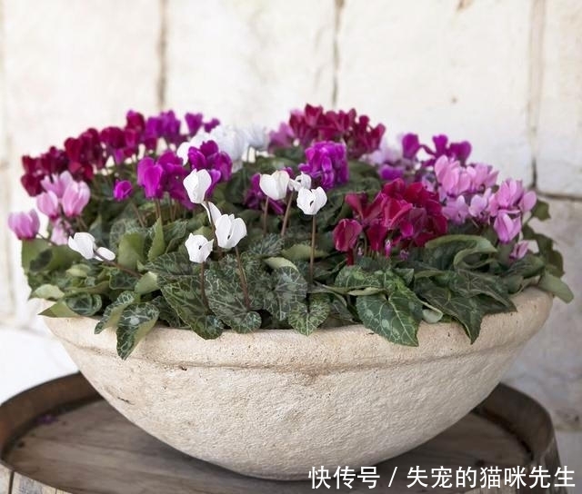 扦插罗汉松浇水：掌握正确方法，提高成活率