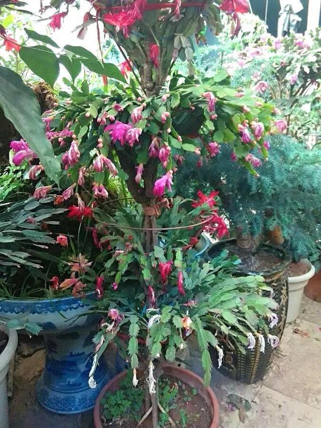 盆栽大葱的种植方法