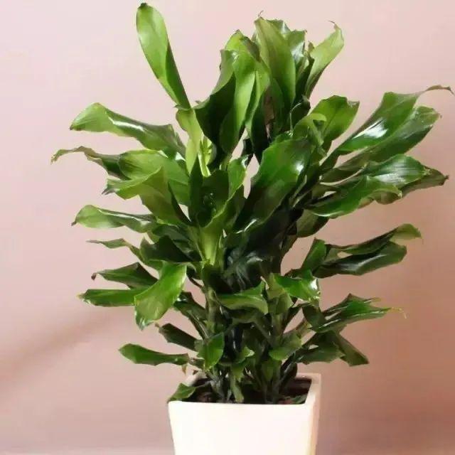 柚子大树盆栽：养护指南与种植技巧