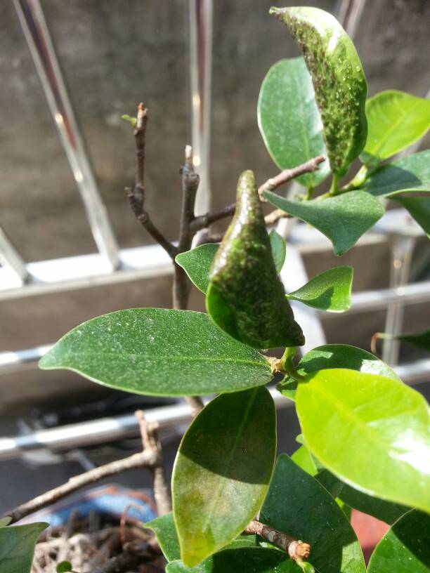 梅花的扦插图片：梅花繁殖的视觉指南