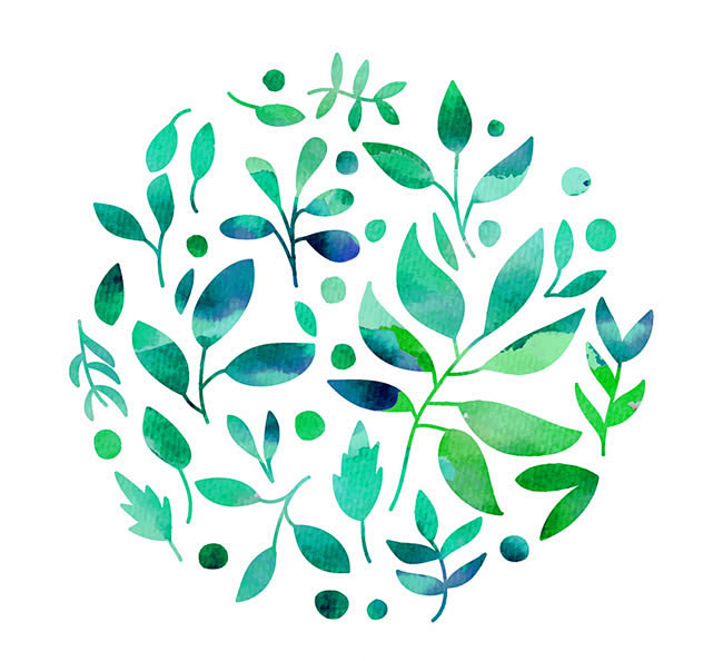 兰花的养殖方法：培育优雅花艺的秘诀